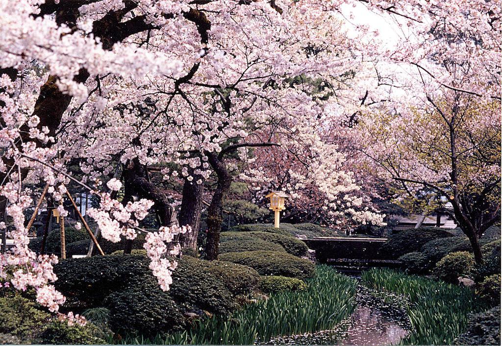 Kanazawa Hakuchoro Hotel Sanraku -Natural Hot Spring- Esterno foto The park in spring